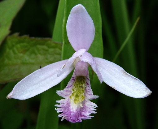 {Pogonia ophioglossoides}